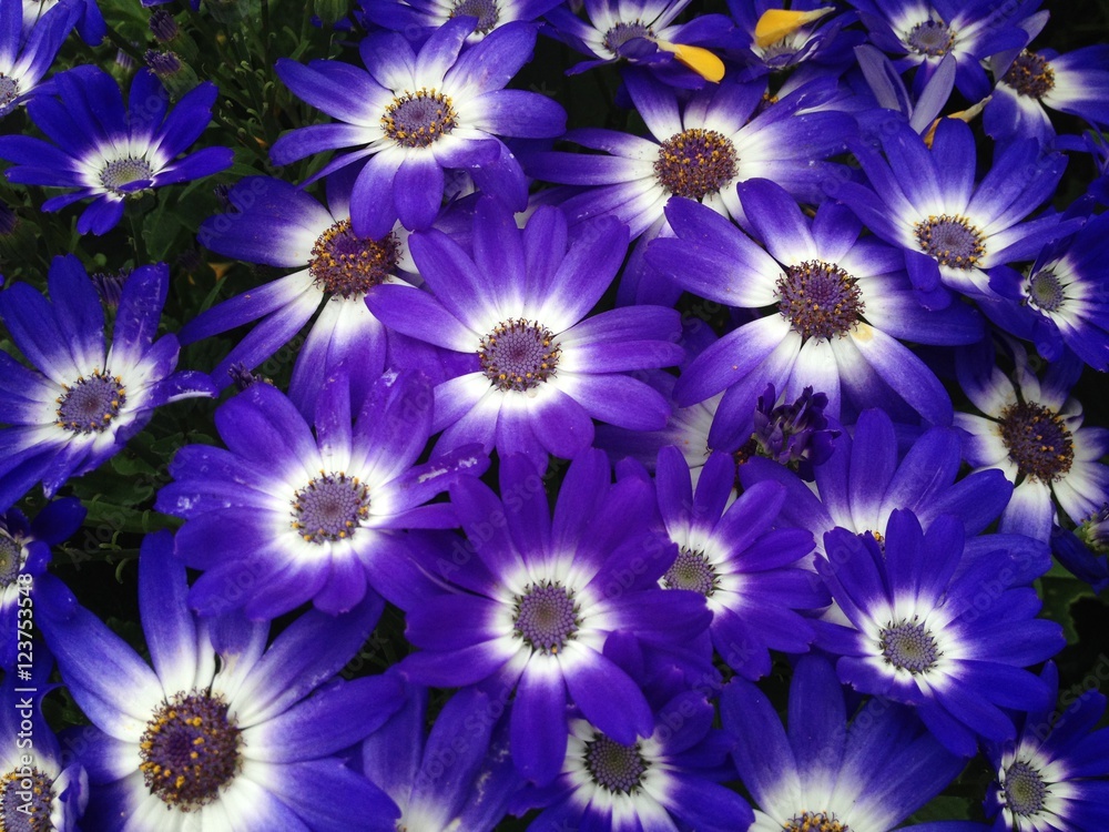 Fototapeta premium Cineraria flower