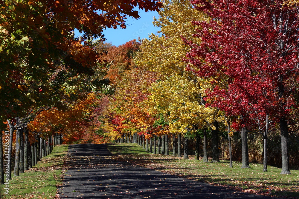 Naklejka premium Jesienny krajobraz z wielkim ulistnieniem