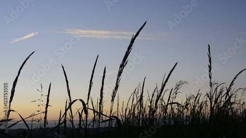 Wide silhouette of long grass/ plants on summer evening, farm land in the european countryside