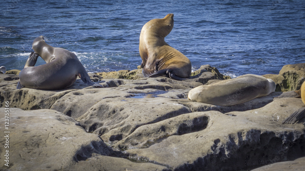 Fototapeta premium Seals and Sea Lions