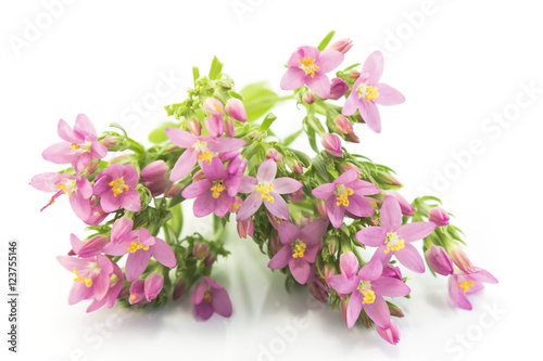 Common Centaury ( Centaurium Erythraea ) Flowers