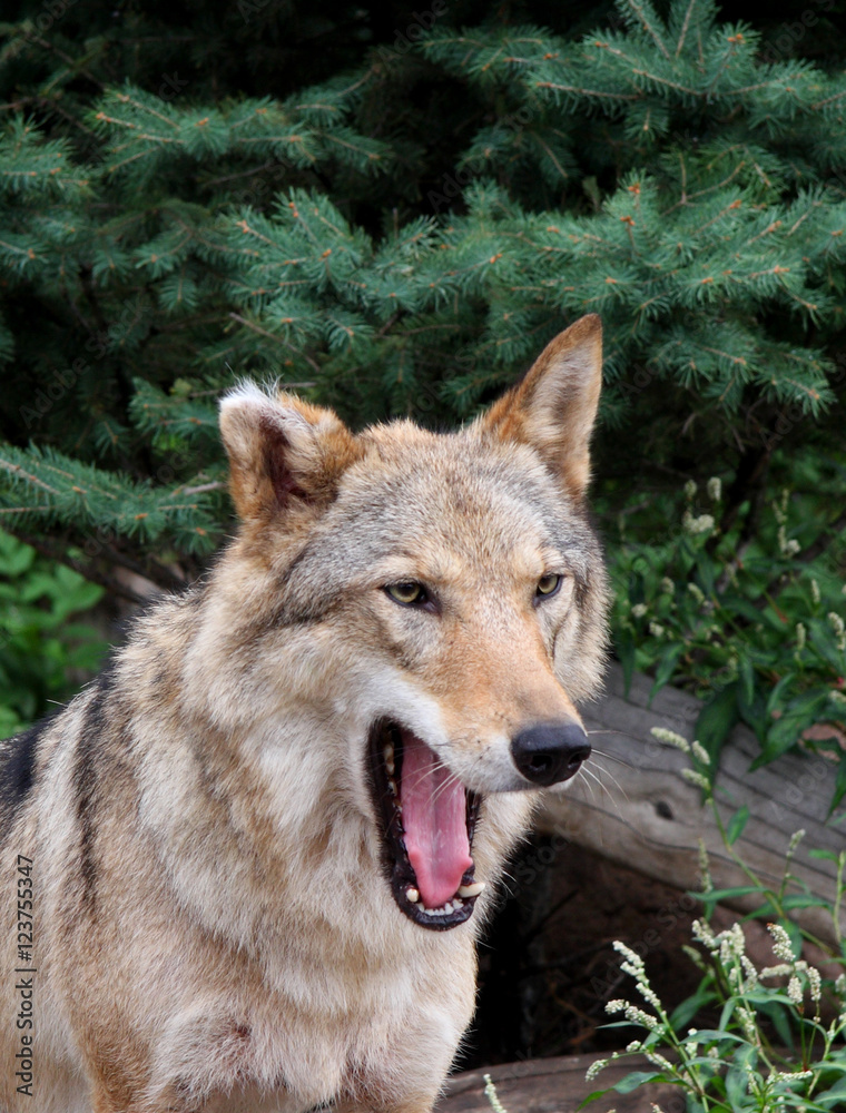 Fototapeta premium Wolf