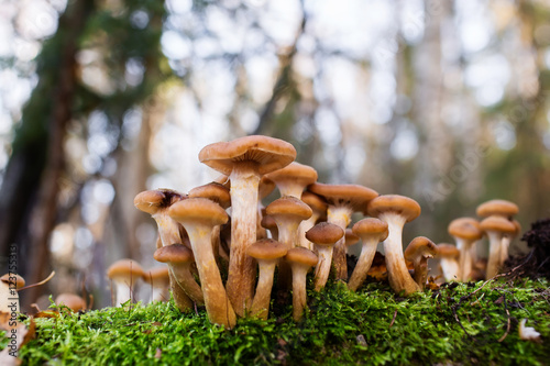 Honey fungus Mushrooms at tree stub in autumn forest. Armillaria mellea.