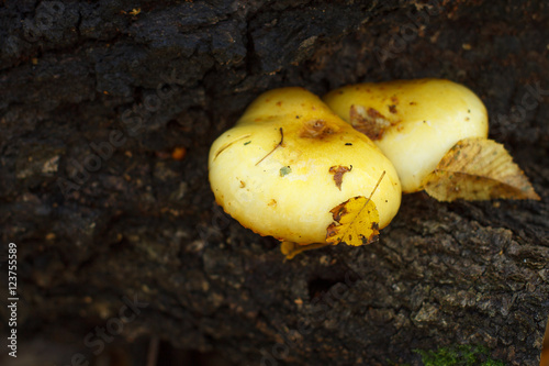 Two yellow mushrooms