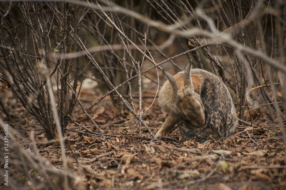 Rabbit sitting under branches of bush