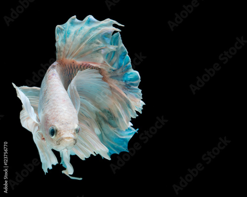 betta fish