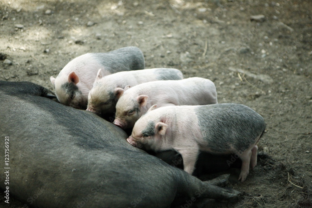 Feeding baby pigs Feeding baby pigs