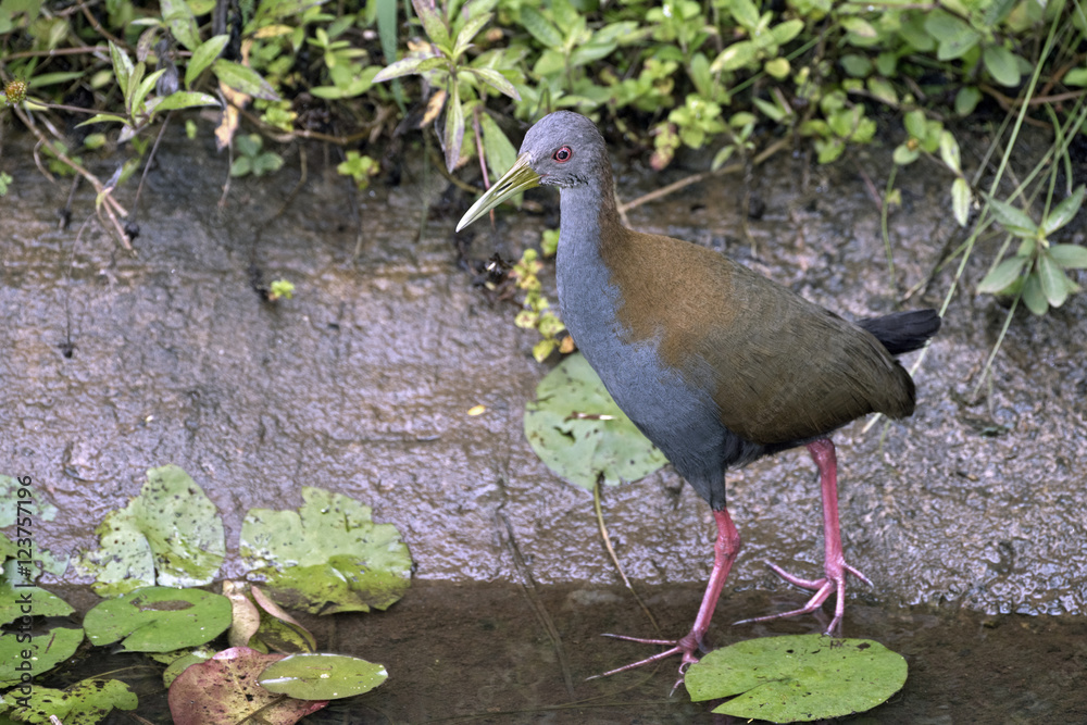 Fototapeta premium Slaty-breasted wood rail hunting in creek
