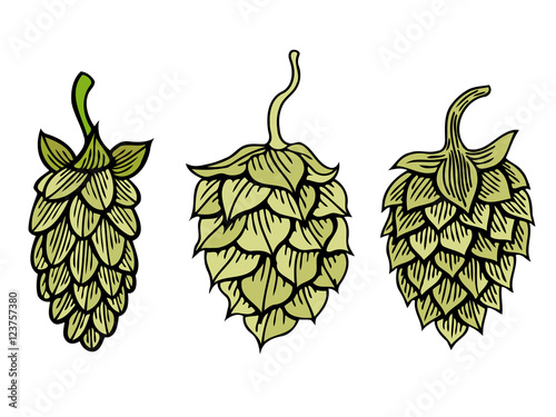 Hop organic herb