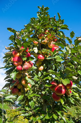 Apfelbaum - Apfelernte