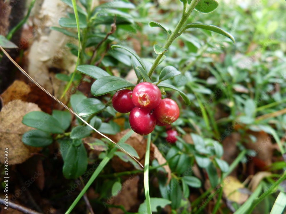 Cranberries Cranberries
