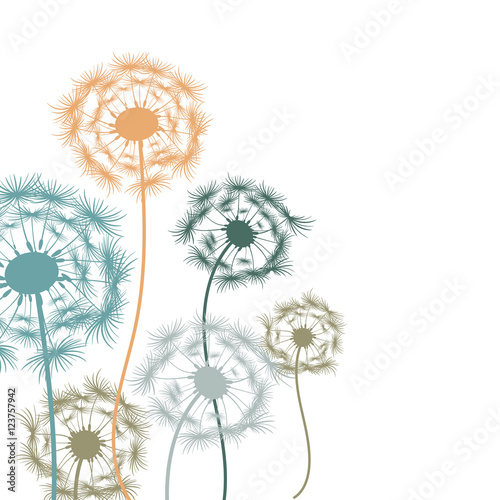 Colorful dandelions on a white background