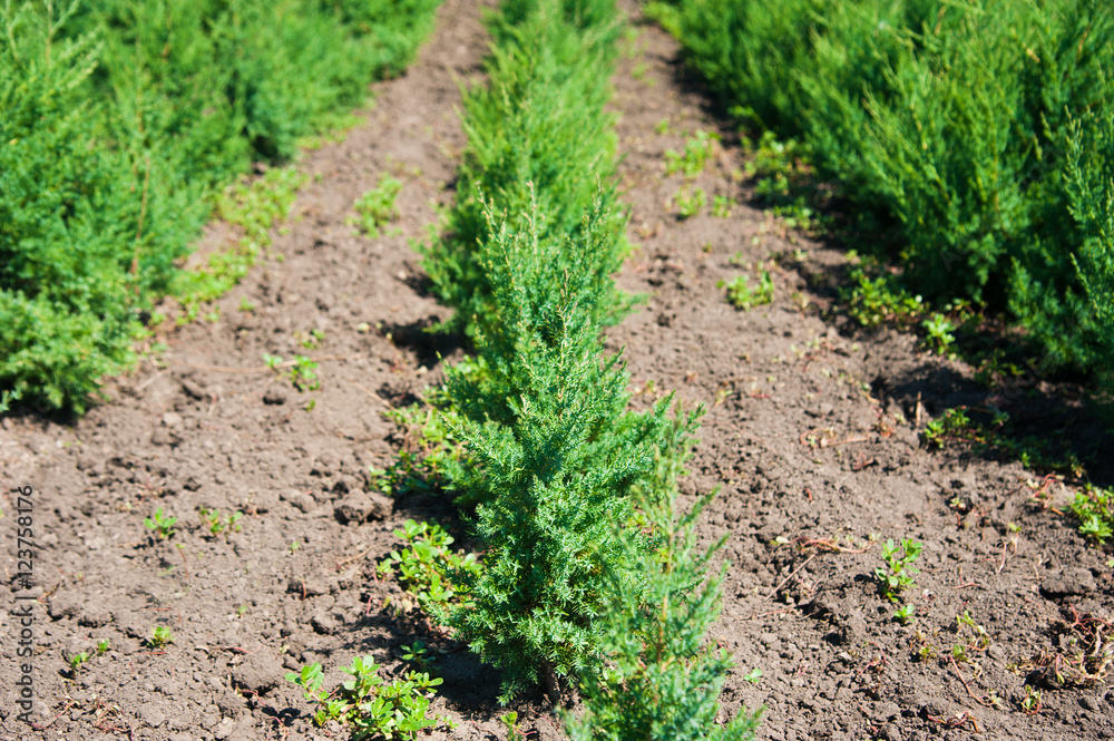 Young forest grow