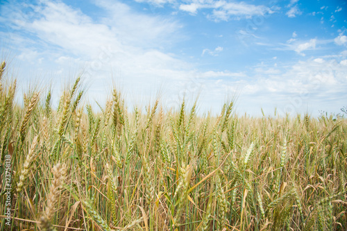 Gold wheat field