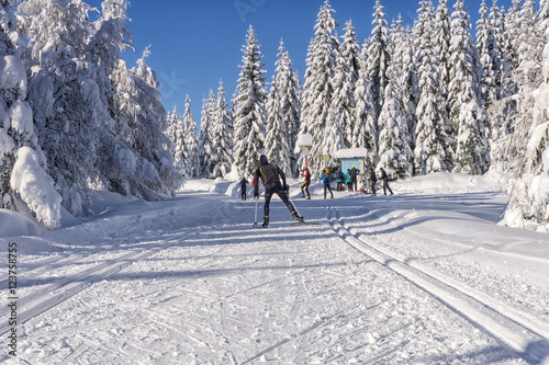 Fototapeta Naklejka Na Ścianę i Meble -  Winter road in mountains. Male skier on groomed ski trails for cross-country. Trees covered with fresh snow in sunny day in Karkonosze, Giant Mountains, Poland. 