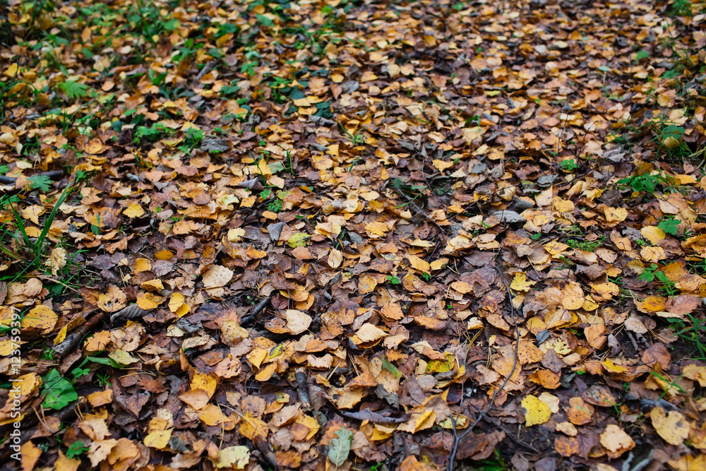 Autumn fallen leaves texture - selective focus Autumn fallen leaves texture - selective focus