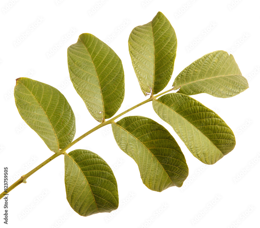 branch of walnut isolated on white background branch of walnut isolated on white background