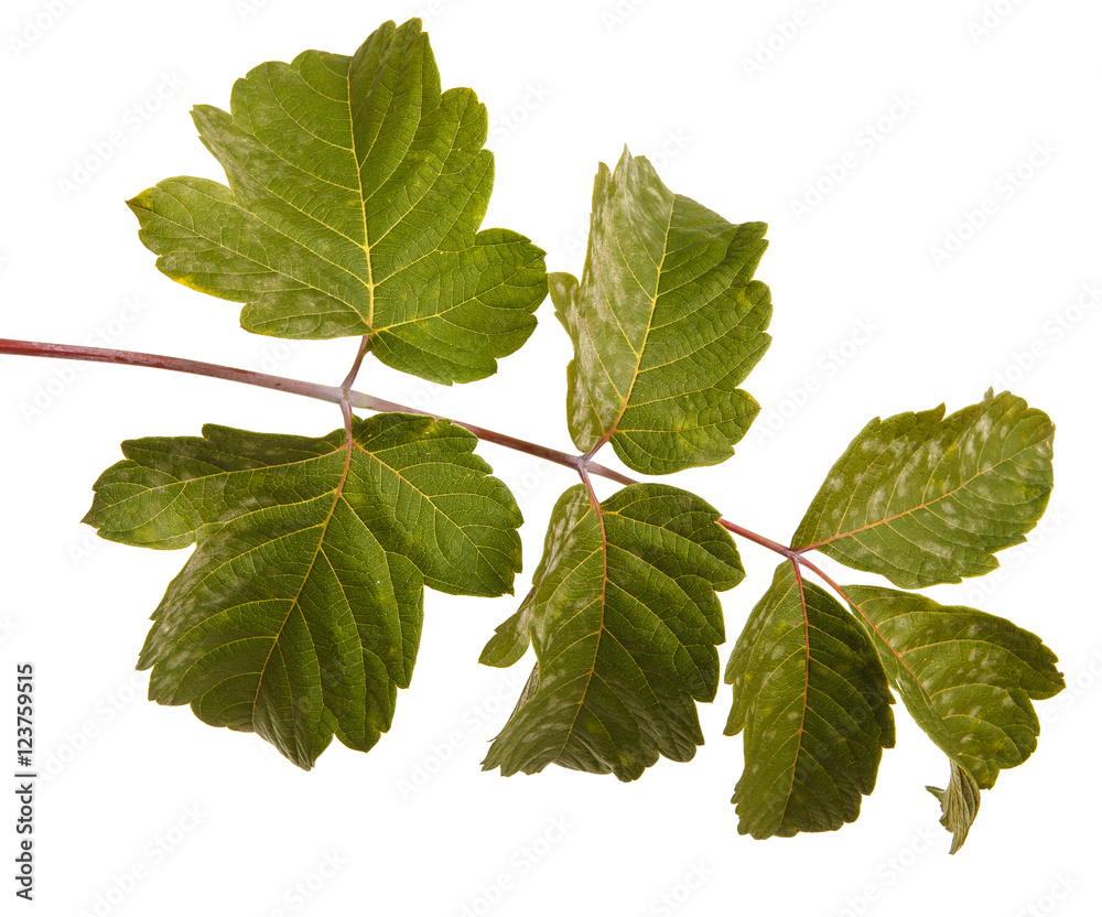 Fototapeta premium maple leaves isolated on white background