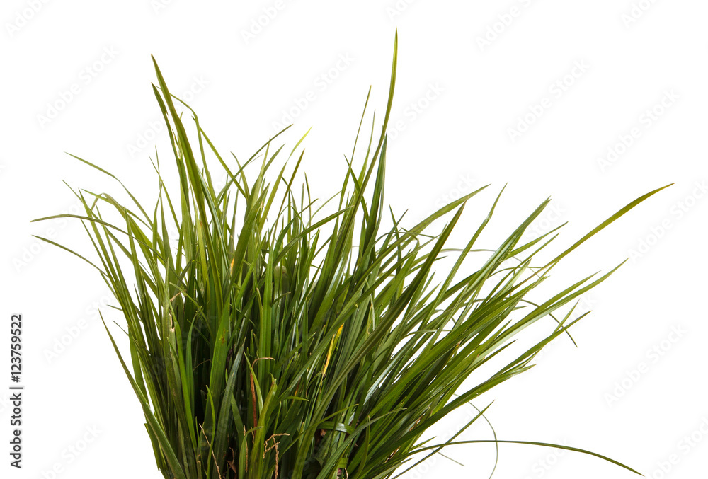 Obraz premium bundle of green grass isolated on white background