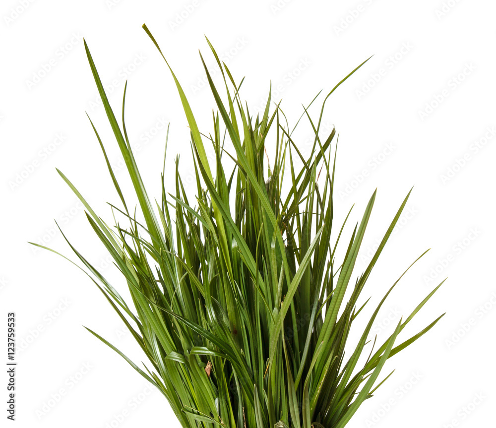 Obraz premium bundle of green grass isolated on white background