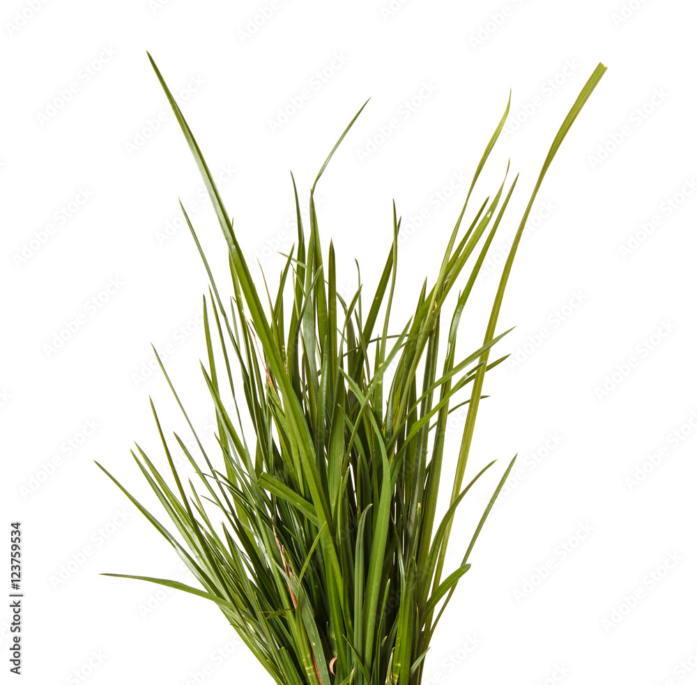 bundle of green grass isolated on white background bundle of green grass isolated on white background