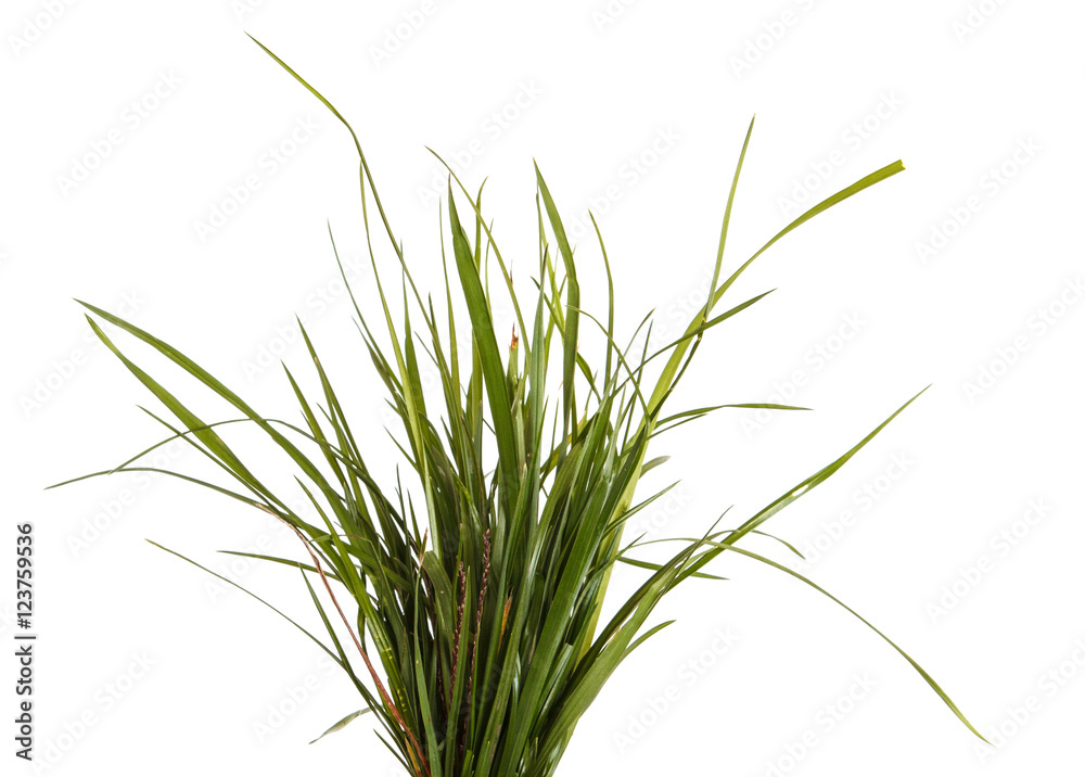 bundle of green grass isolated on white background bundle of green grass isolated on white background