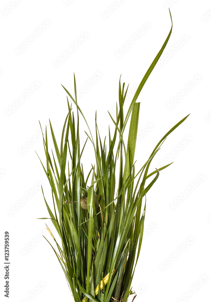 bundle of green grass isolated on white background