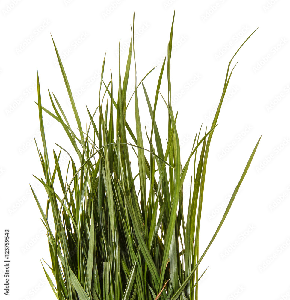 bundle of green grass isolated on white background bundle of green grass isolated on white background