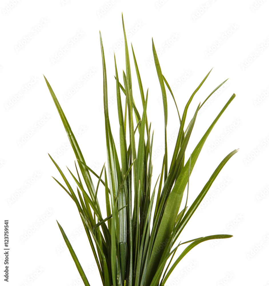 bundle of green grass isolated on white background