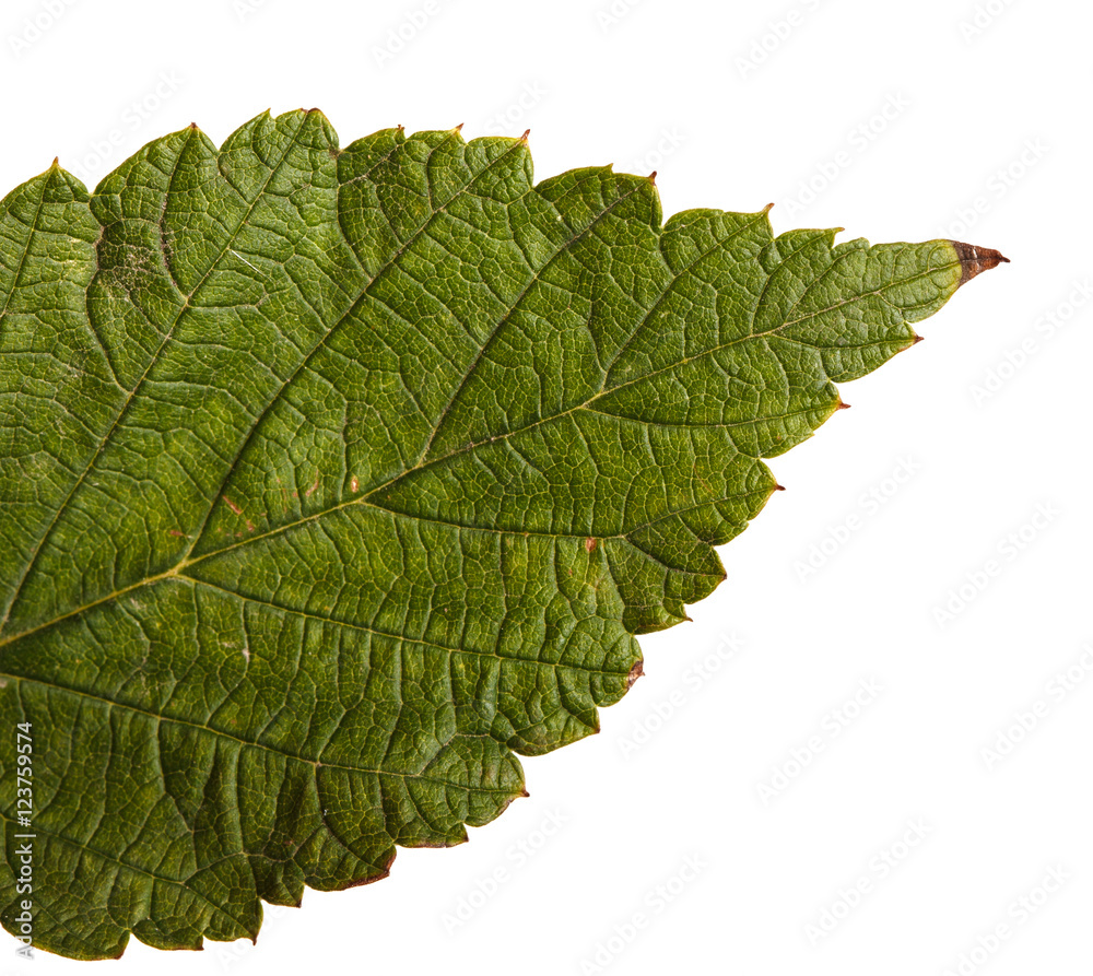 Obraz premium leaf of raspberry on white background
