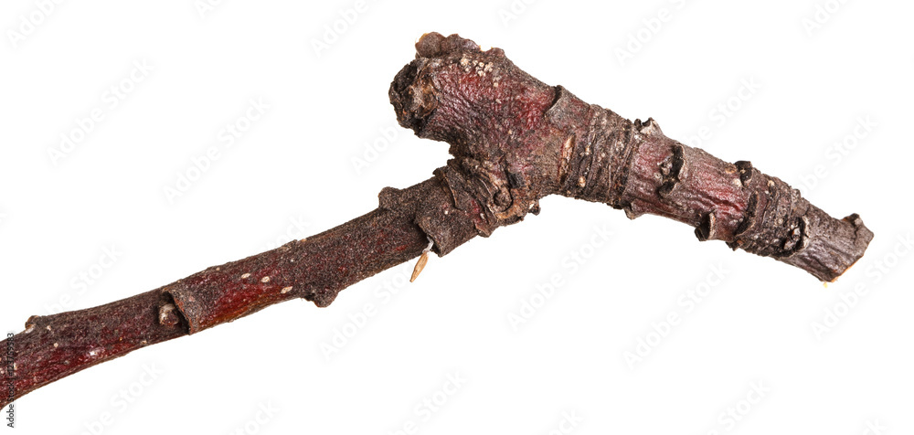 Fototapeta premium dry branches of trees. isolated on white background