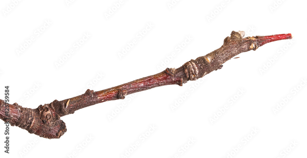 dry branches of trees. isolated on white background dry branches of trees. isolated on white background