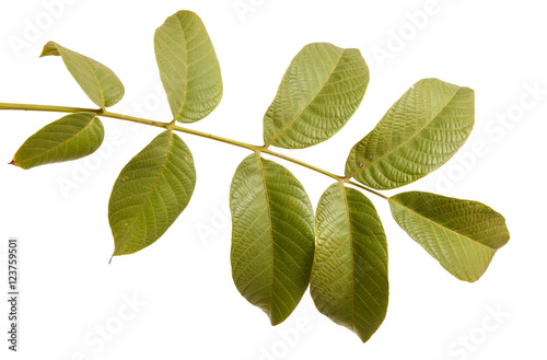 branch of walnut isolated on white background