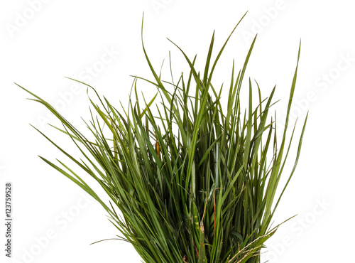 bundle of green grass isolated on white background