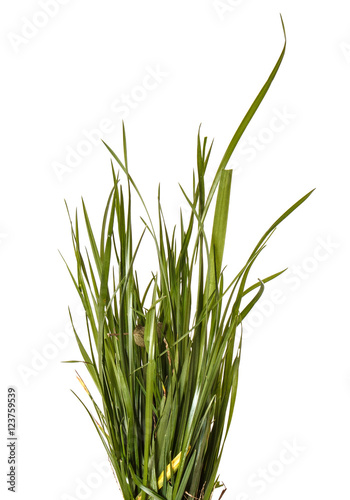 bundle of green grass isolated on white background