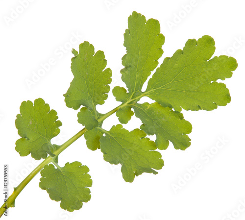 Green leaf of greater celandine isolated on white