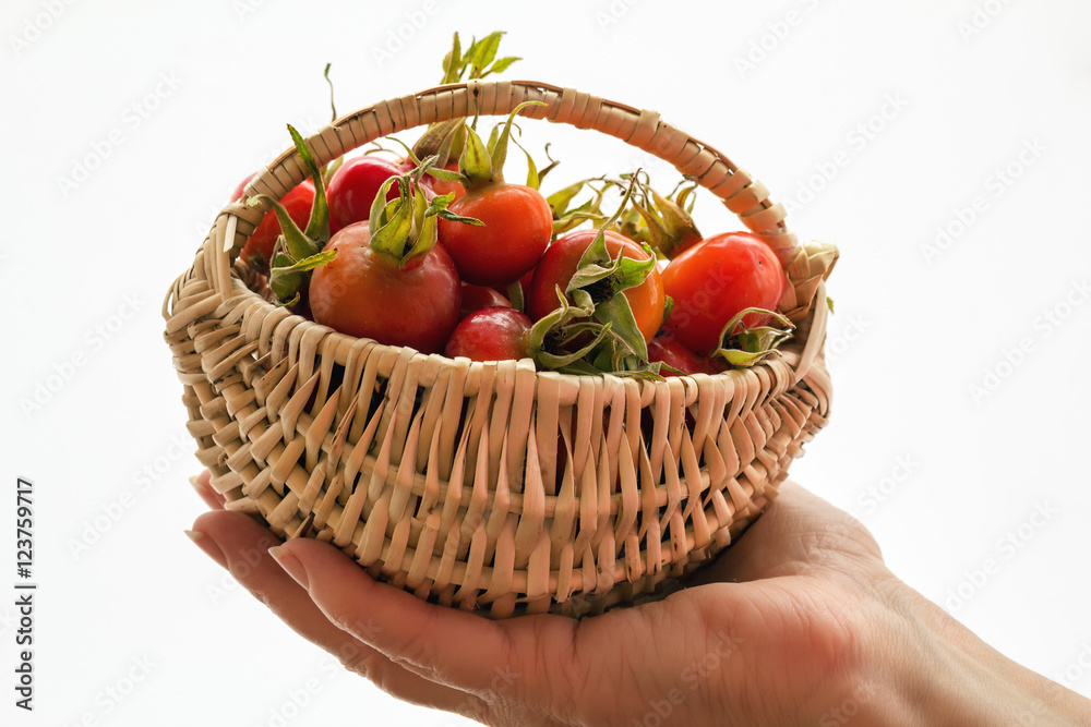 small basket
of rose hips lying on the woman's hand. Fresh rose hips on a white background. For medical
websites, magazines small basket
of rose hips lying on the woman's hand. Fresh rose hips on a white background. For medical
websites, magazines