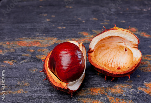 Chestnut in shell on slate background