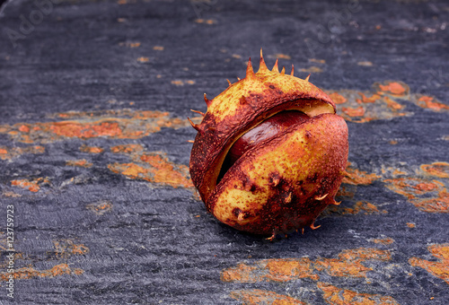 Chestnut in shell on slate background