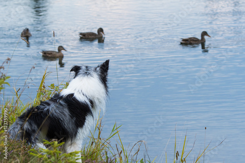 Fototapeta Naklejka Na Ścianę i Meble -  Hund beobachtet Enten