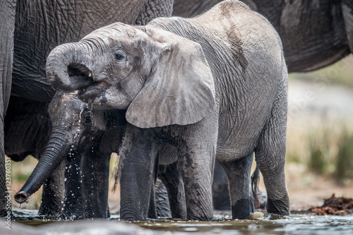 Drinking herd of Elephants.