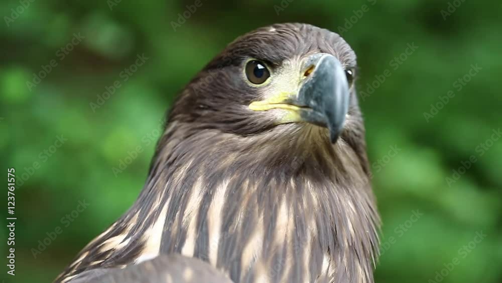 Female eagle, bird of prey. Sea eagle close up Female eagle, bird of prey. Sea eagle close up