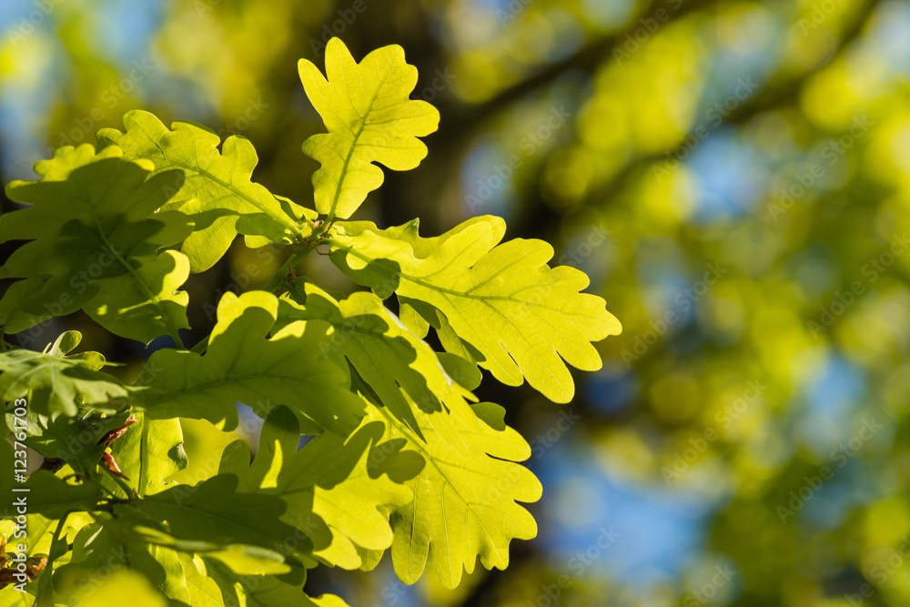 isolated oak leaves in springtime