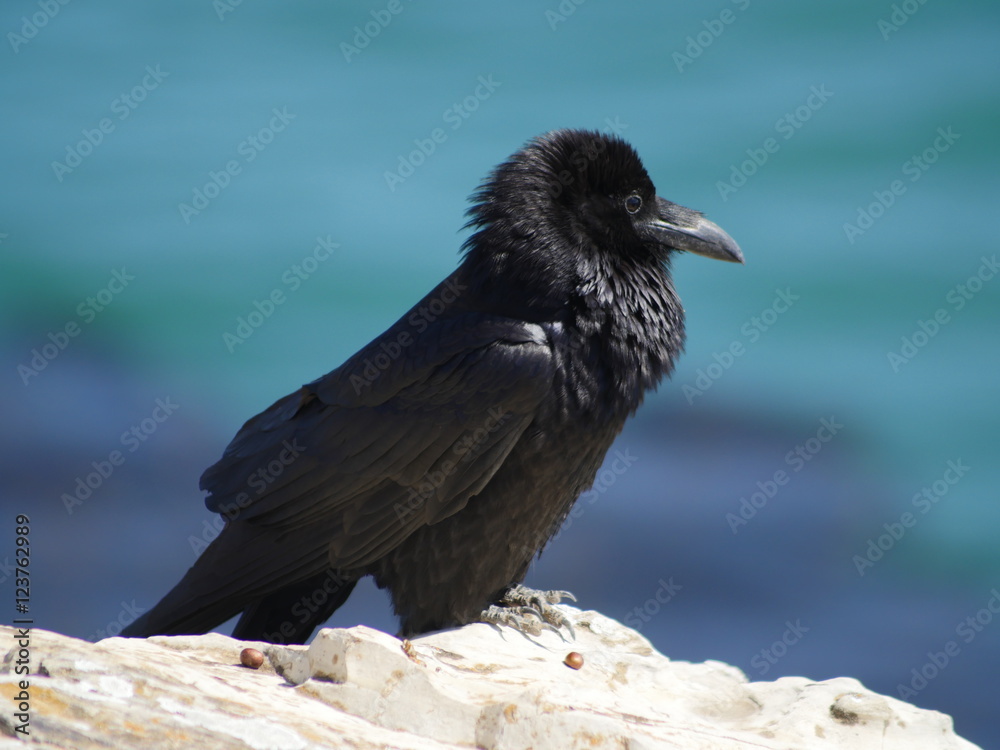 Fototapeta premium Crow on the cliffs