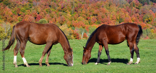 Φωτογραφία Brown young horse in field in fall