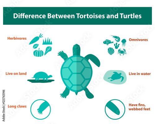 Difference between tortoises and turtles, vector