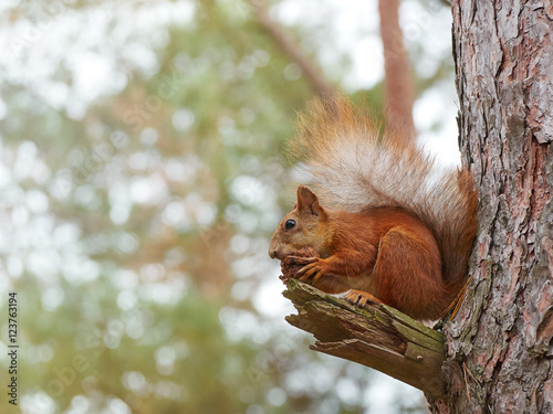 Cute red squirrel sits on the tree and eating walnut in the spring park