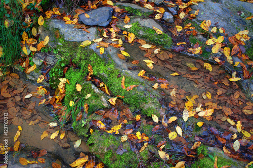 Forest stream with mossed stones and autumn leaves