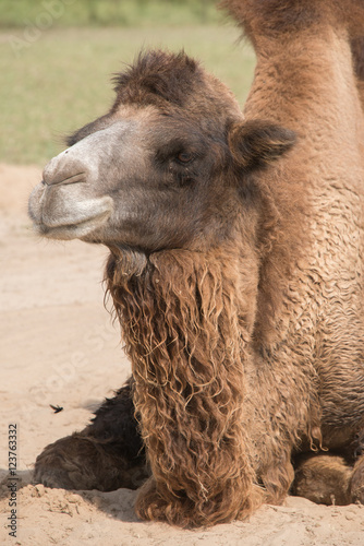 Camel photo