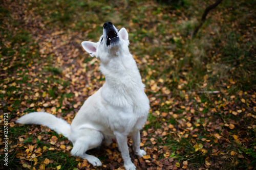 White Swiss shepherd dog barking in autumn forest